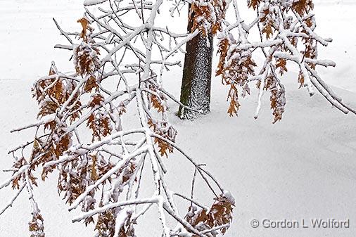 Clinging Snow_33823.jpg - Photographed at Smiths Falls, Ontario, Canada.